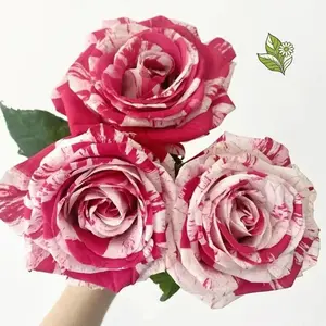 Neil Diamond Rose Live Root Seedlings With Dark Pink White Streaked Blooms Easy Care Succulent A Dream in Bloom