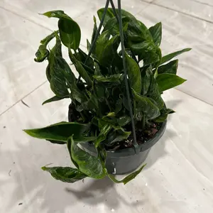 Xl Pothos Shangri La 8" HB (curly pothos) Rare Collector's Plant Unique Leaves Easy Care Indoor Home Decoration Tropical Houseplant for Beginners