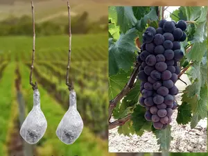 Beginner Friendly Grape Plants for Outdoor Garden Easy to Maintain Fruit Vines for Home Growing