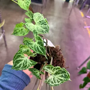 4" Syngonium Baltik Vibrant Green & White Variegated Leaves Perfect for Indoor Plant Lovers Ideal for Home Decor