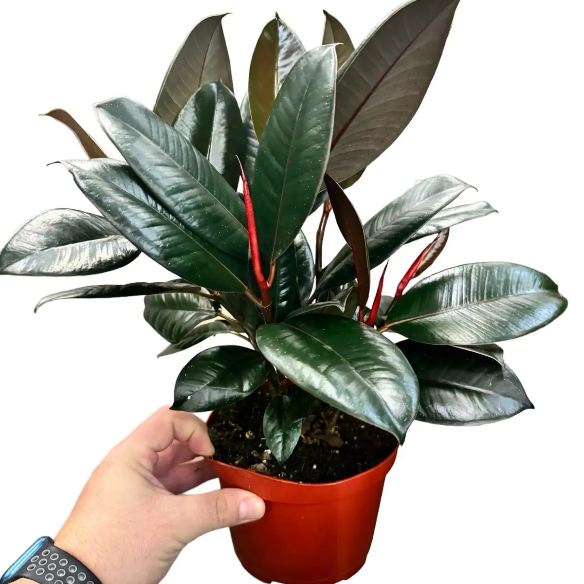 huge zz plant ZZ plant Zamioculcas Zamiifoli