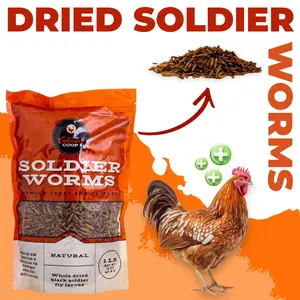 Dried Black Soldier Fly Larvae Chicken Treats 16 oz - Natural Grubs for Backyard Chickens and Poultry Foraging Fun