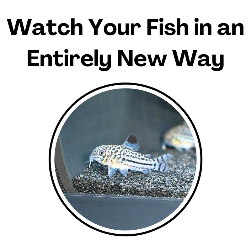 Aquarium Underground Two Hole Corner Cave | Viewing Fish & Shrimp Tunnel | Fish Tank Undergravel Hide Decor Decoration Hideout Perfect For Corydora Catfish, Kuhli Loach, Pleco, Betta Fish