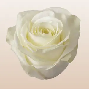 Mount Everest White Roses - Large 5.0-5.7cm Bloom with 43 Petals - Year-round Ecuador Import - Fresh Bud Shipping - 12 Days Vase Life - Perfect for Centerpieces
