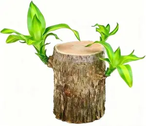 2026 New Brazilian Lucky Tree Live Plant – Easy Care Indoor Lucky Wood, Symbol of Good Fortune & Wealth, with Sturdy Base, Feng Shui Decor for Home, Office & Desk, Beginner-Friendly Houseplant & Unique Gift