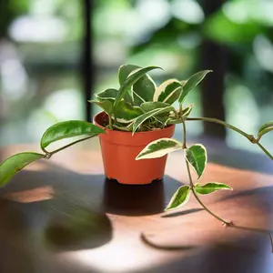 Hoya Carnosa 'Tricolor'