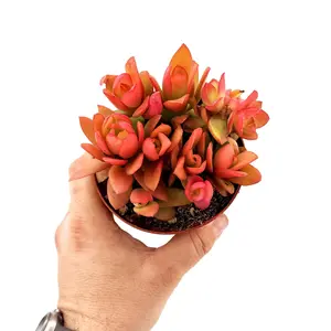 Crassula capitella ‘Campfire’