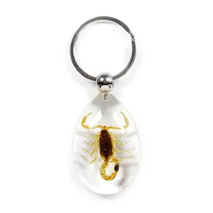 Clear Pendant Keychain with Real Brown Scorpion