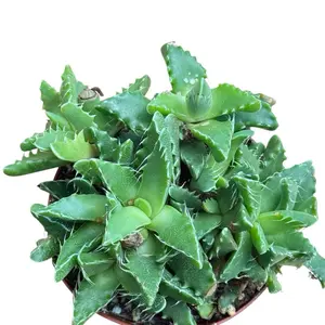 Tiger Jaws Succulent, 4 Inch Pot