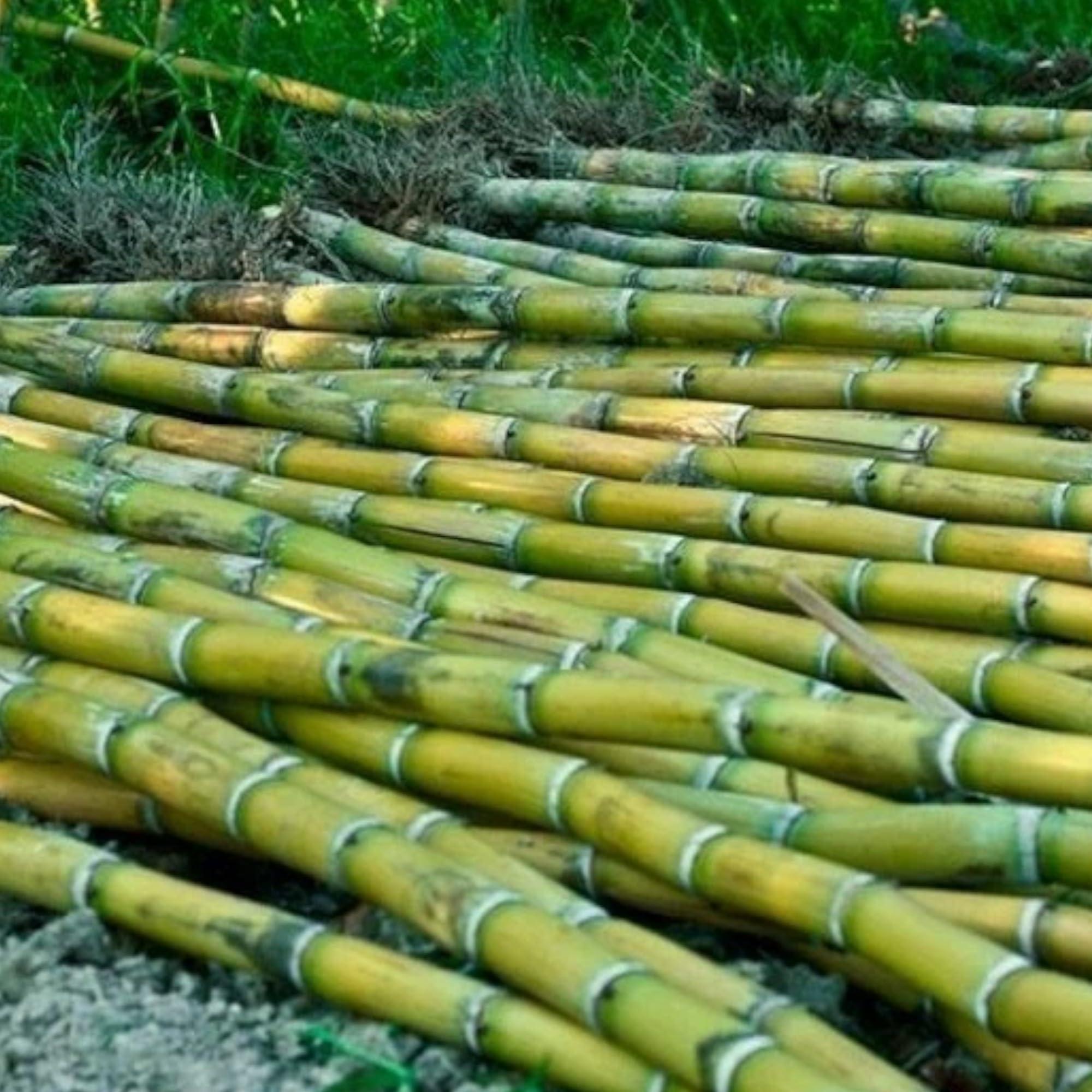 200 Sugarcane Seeds – Tropical Sweet Cane Plant Seeds for Home Garden, Outdoor Growing & Farm Planting