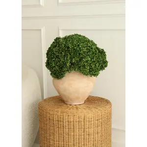 Real Hydrangea Preserved - Medium/Large Emerald Green