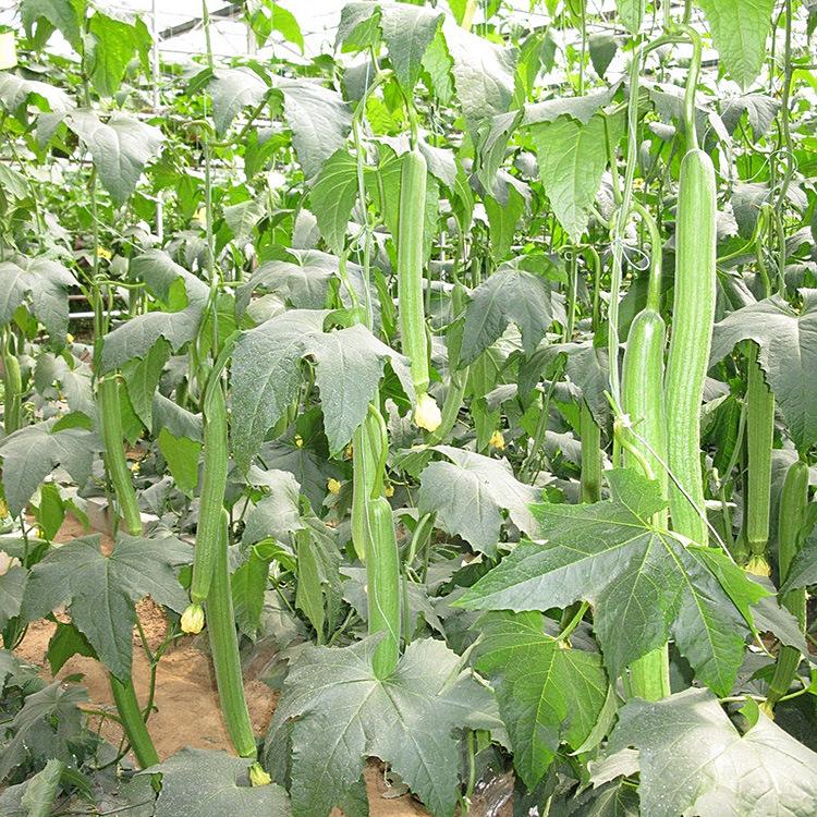 Smooth loofah seeds - 30 seeds - 2025 Plant smooth medium wide sponge open pollinated cucumber loofah Bitter Gourd Asia Grow your own family farm yard