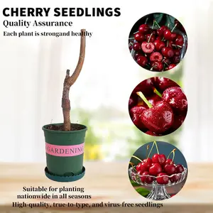 Heirloom Non-GMO-Cherry Live Plant Seedlings – Compact Fruit Tree Starter Seedlings for Garden Beds, Patio Container Growing, and Home Orchard Planting