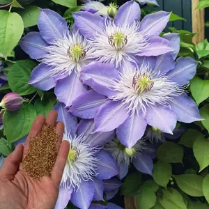 Green River Light Blue Clematis Seeds - 25 Flower Seed Pack, Perennial Climbing Vine, Dried Clematis Plant Seeds for Trellis, Arbors and Cottage Garden Walls
