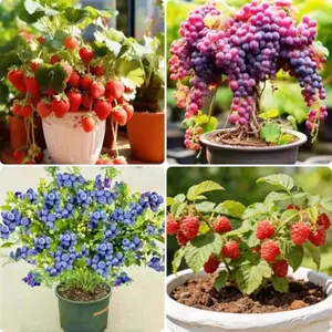 Mixed Berry Seeds Variety Pack – Grape, Blueberry, Raspberry & Strawberry (Total 1,060 Seeds), Hardy Perennials, Non-GMO Fruit Seeds for Outdoor Garden, Patio Pots & Edible Landscaping