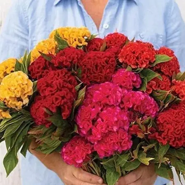 Cockscomb Flower Seeds for Planting, 600+ Pcs Bulk Pack, Outdoor Garden Supplies for Gardeners