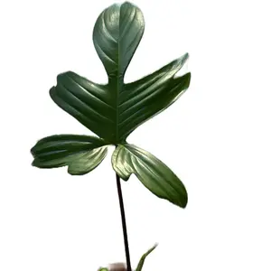 Philodendron Pedatum Cuttings - Professionally Packaged with Poly Fiber & Sphagnum Growing Medium - Not Rooted, Ready for Rooting