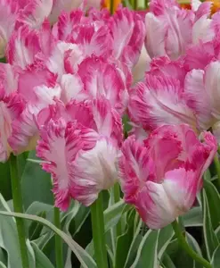 SILVER Parrot,,Tulip BULBS ,Fall Planting ,.Shipping now!