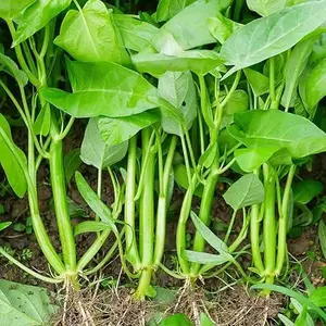 500+ Kong Xin CAI Vegetable Seeds Water Spinach Kangkong Delicious Vegetable Seeds for Green Leaf Planting Garden Choy Ong Seed