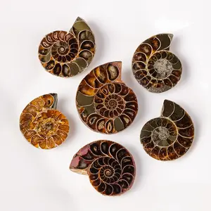 Madagascar Ammonite Slab Natural Healing Crystal Gorgeous Stone Gemstone Jewelry Energy Love Girlfriend Boyfriend Souvenir Valentine Anniversary New Year Christmas Halloween Birthday Gift