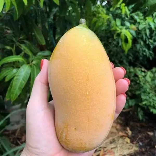 Valencia Grafted Mango Tree - 5-Gal Pot, 2-3 Ft Tall - Not Shippable to CA, TX, MS, AZ, LA, Puerto Rico, or Any Island