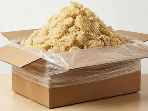 Bulk Wildcrafted Sea Moss | Wholesale Supply