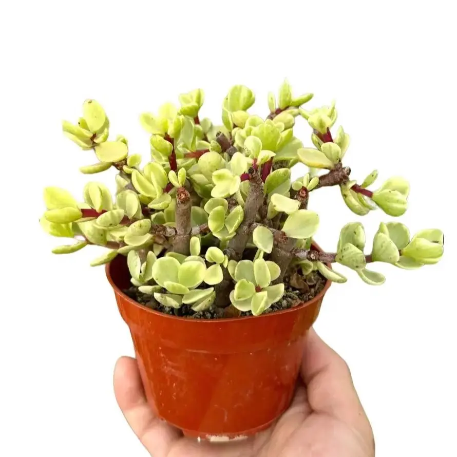 Variegated Rainbow Elephant Bush - Portulacaria Afra Variegata - Live Succulent in 4" Pot