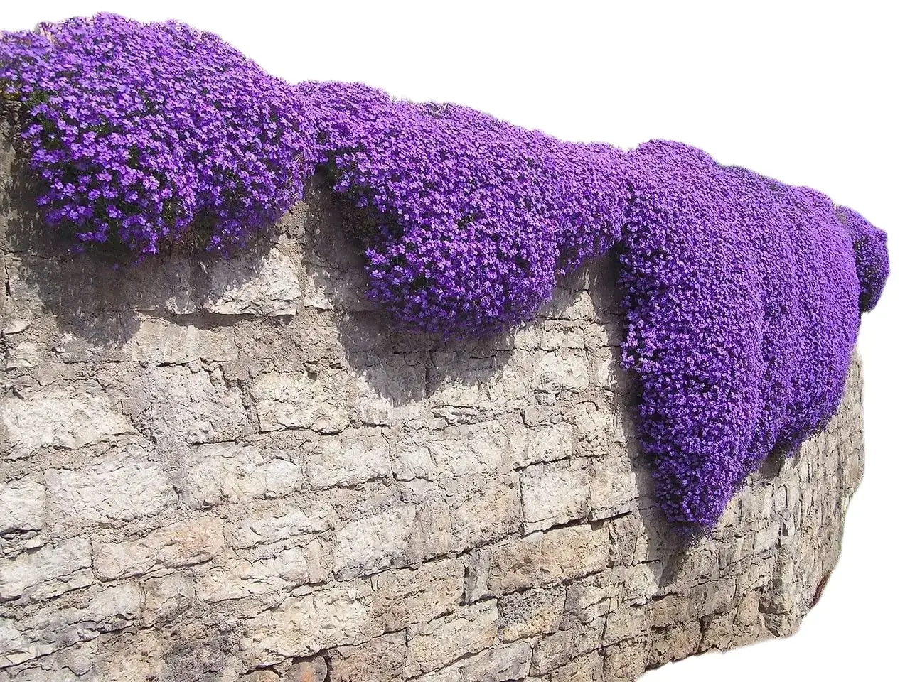 CZ GRAIN 250 Aubrieta Rock Cress Seeds - Deep Purple Cascade Bloom, Perennial Growable Flowers, Deer Resistant, Easy to Grow, Spring Planting, Colorful Displays in Beds, Pollinator Garden Use