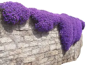 CZ GRAIN 250 Aubrieta, Rock Cress Seeds - Cascade Purple Flower Seeds Perennial Deer Resistant Spring Garden Planting Easy to Grow Vibrant Color