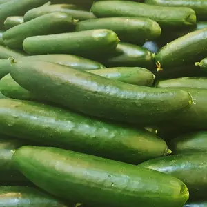 Cucumber Slice More | Two Live Plants | Non-GMO | Burpless, High Yield, Disease Resistant