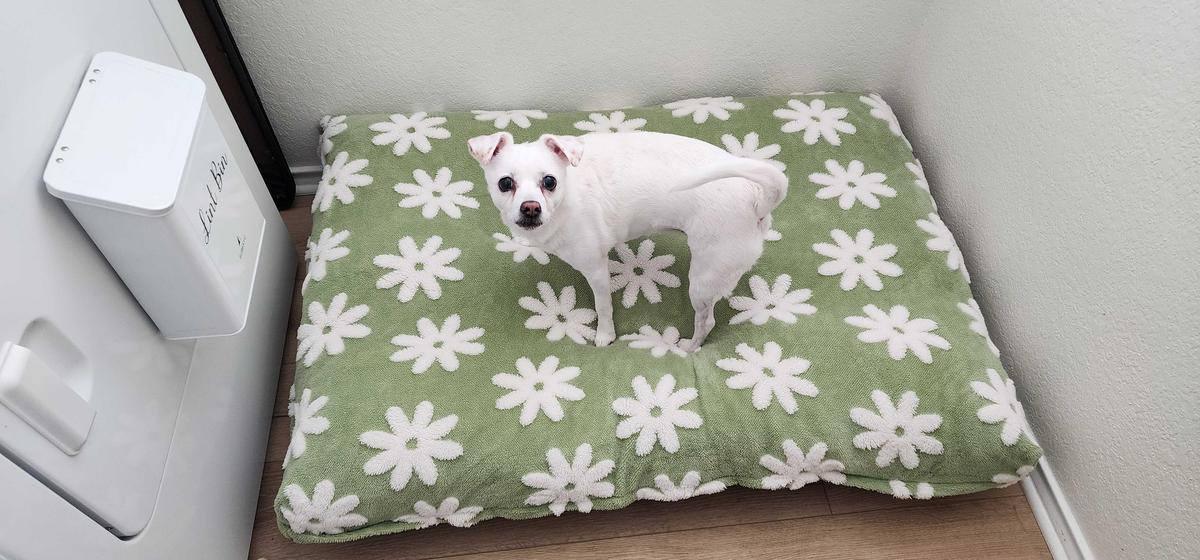 Item: Green, XL(44x32x4)