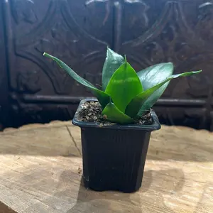 Sansevieria Trifasciata ‘Hanii’ Snake Plant 2 Inch Pot