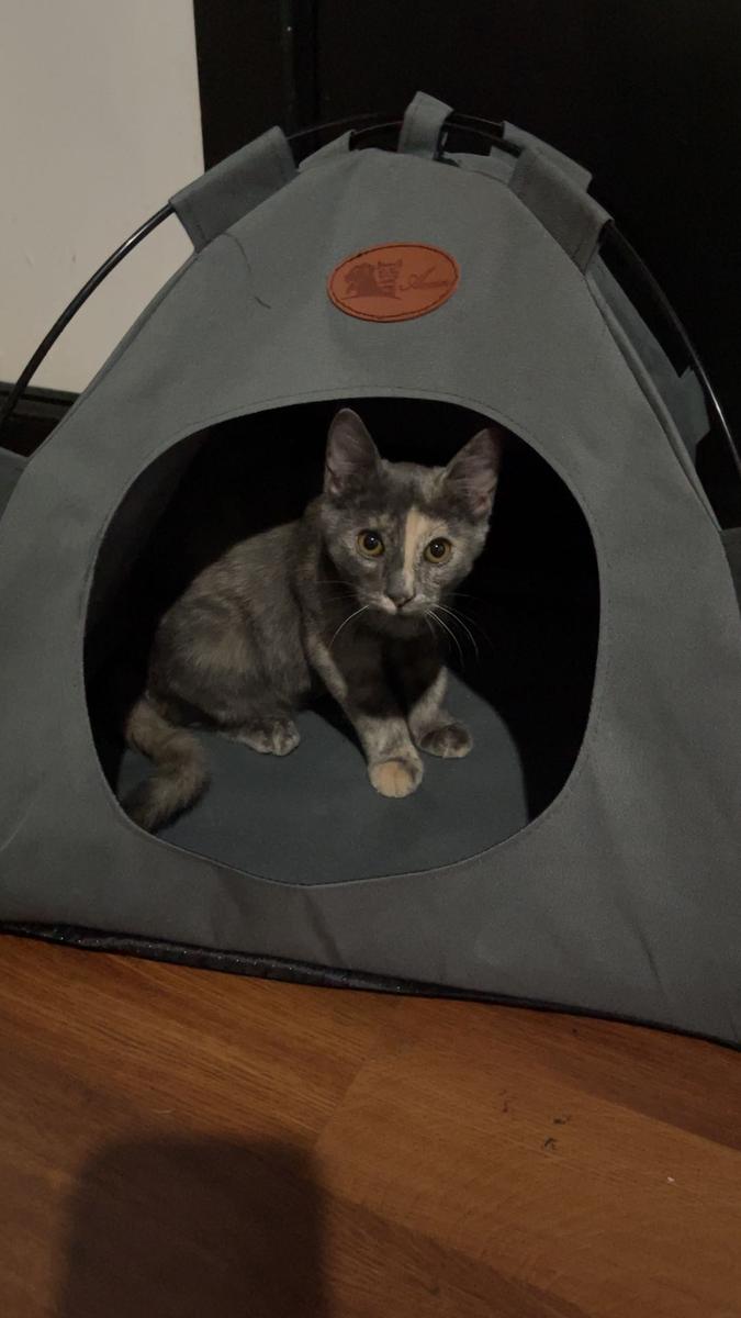 Item: grey, L(within 15 pounds)
