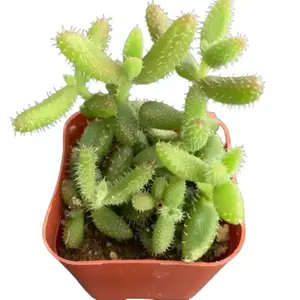 Live Delosperma Echinatum Plant - Pickle Ice Plant - Rare Succulent - Live Plant in 2" Pot