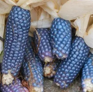 Heirloom Miniature Blue Popcorn Seeds (Zea mays var. everta) – Petite, Blue Ears with Classic Popcorn Flavor