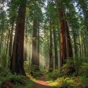 Redwood National Park Canvas 8x10 in