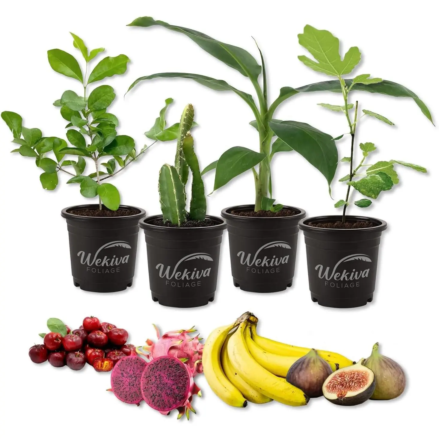 Aldi banana plant - TikTok Shop