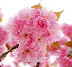 Cherry seeds, perennial flowering seed varieties, and plant seeds that need planting—perfect gifts for gardening enthusiasts.
