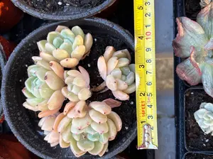 Echeveria 'White Pure' - Bare Root Succulents - Terra Tales