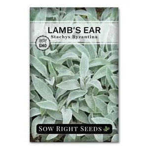 Lamb's Ear Seeds