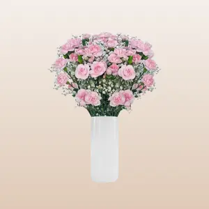 Mini Carnation Light Pink Bqt Bouquet with Gypsophila 6 Bouquets 1 Inch Bloom Width 8 Days Vase Life Value Conscious Romantic Gift