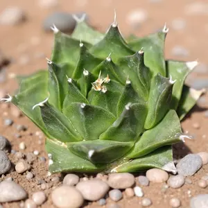 Rare Imperial Crown Cactus, Live Obregonia Denegrii Succulent Plant  Rare Imperial Crown Cactus Live Plant, Obregonia Denegrii Unique Star-shaped Cactus, Easy Care Indoor Potted Plant, Home Desk Garden Decor