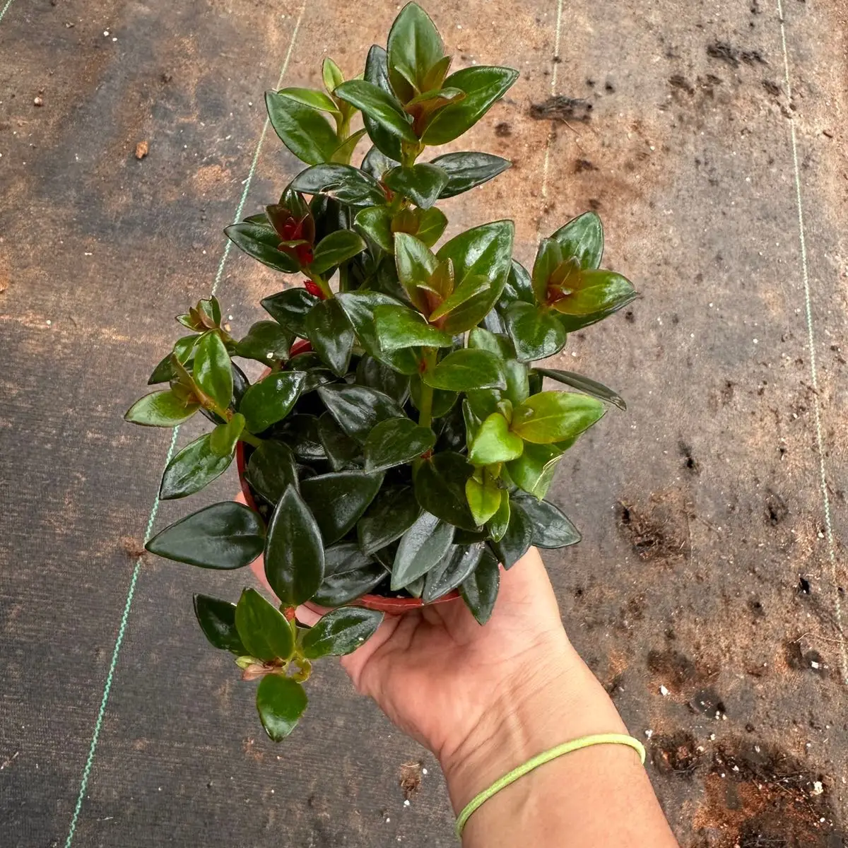Black goldfish plant 4 in pot plant plant collection