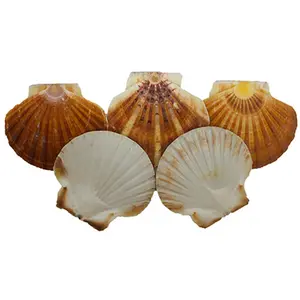 212 MAIN U.S. Shell Irish Flats Seashells, 20-Piece Hand-Washed Decorative Sculptures, Nautical Home Accent Ornaments for Rowing & Crew Water Sports