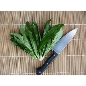 Culantro Seeds-NGO Gai, shado beni