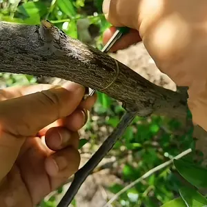 Stainless steel grafting tools, professional gardening pruning shears, with bark knives, fruit tree sapling grafting ring knives, suitable for orchards and vineyards, ring cutters, ring scissors for fruit trees, oranges, grapes and lychees.