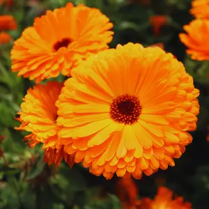 Heirloom Ball's Orange Calendula Seeds - Medicinal Companion Plant Seeds