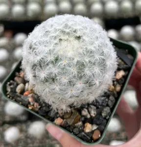 Live Mammillaria Plumosa Feather Cactus Plant - White Furry Cactus Plant - 3.5 Inch Pot