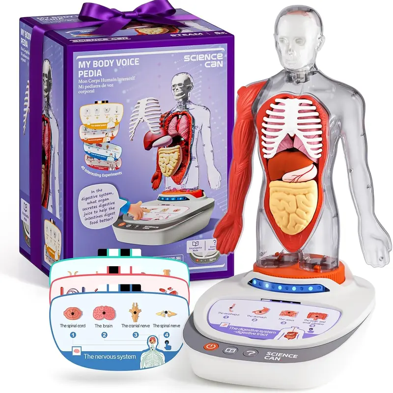 Science Can Talking Human Body Model - 15-Organ STEM Science Experiment Kit with Interactive Voice, Disassembly Flexibility Kids Toy, Anatomy Guide for 6-8 Years, Educational Teaching Tool for Homeschool