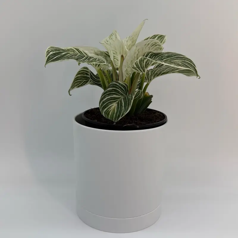 Philodendron Birkin 6" pot - Live Tropical House Plant for Indoor Home Decoration - Decorative